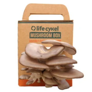 Custom Mushroom Boxes With Logo Bulk